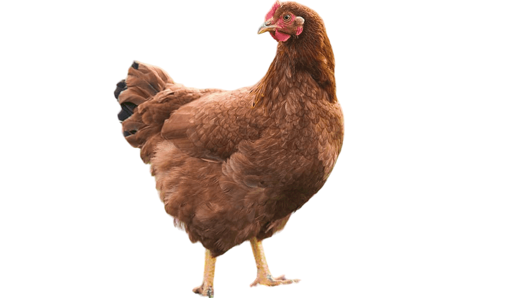 Rhode-Island-Red hen